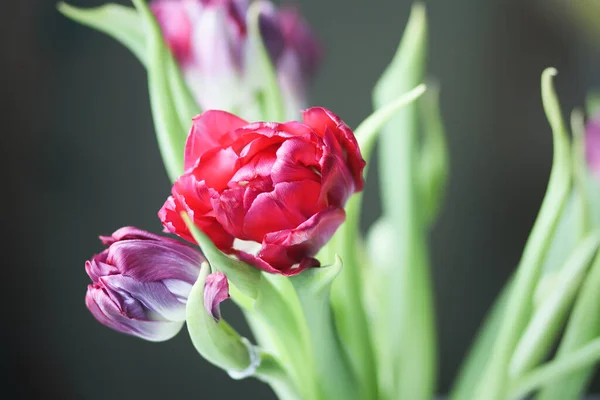 Frühling Schöne Tulpenblumen Auf Weichem Pastellfarbenem Hintergrund Mit Kopierraum Muttertag — Stockfoto