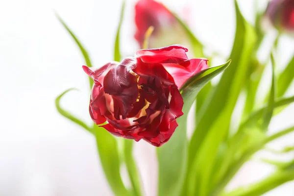 부드러운 파스텔 배경에 아름다운 봄에는 공간이 있습니다 어머니의 장식용 꽃다발 — 스톡 사진