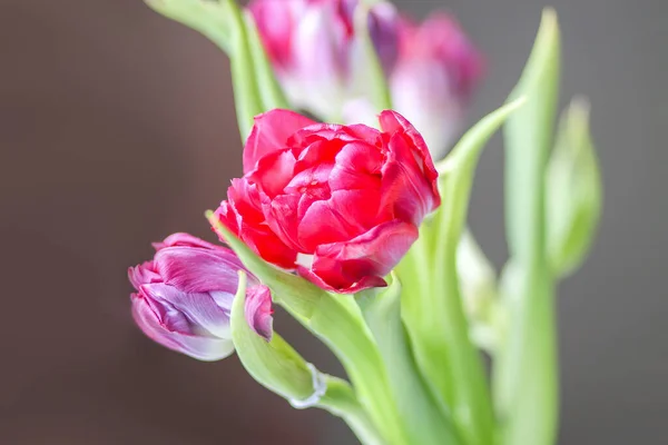 Primavera Hermosas Flores Tulipán Sobre Fondo Pastel Suave Con Espacio — Foto de Stock