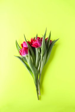 Yumuşak pastel arka planda, fotokopi alanı olan güzel lale çiçekleri. Anneler Günü, tebrik kartı şenlikli dekoratif çiçek kompozisyonu..