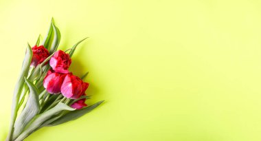 Yumuşak pastel arka planda, fotokopi alanı olan güzel lale çiçekleri. Anneler Günü, tebrik kartı şenlikli dekoratif çiçek kompozisyonu..