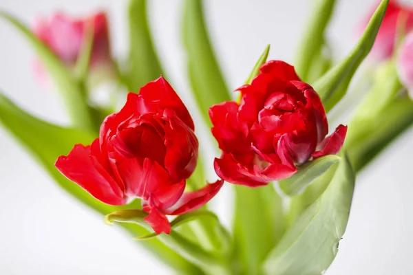 Primavera Hermosas Flores Tulipán Sobre Fondo Claro Con Espacio Copia — Foto de Stock