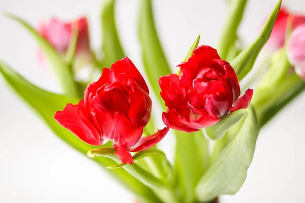 Primavera Hermosas Flores Tulipán Sobre Fondo Claro Con Espacio Copia — Foto de Stock