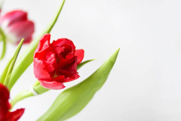 Våren Vackra Tulpan Blommor Ljus Bakgrund Med Kopia Utrymme Mors — Stockfoto