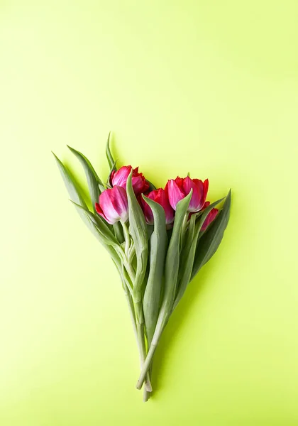 Spring Beautiful Tulip Flowers Soft Pastel Background Copy Space Mother — Stock Photo, Image