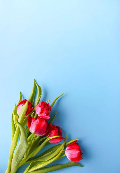 Άνοιξη Όμορφα Λουλούδια Τουλίπα Μαλακό Παστέλ Φόντο Χώρο Αντίγραφο Ημέρα — Φωτογραφία Αρχείου