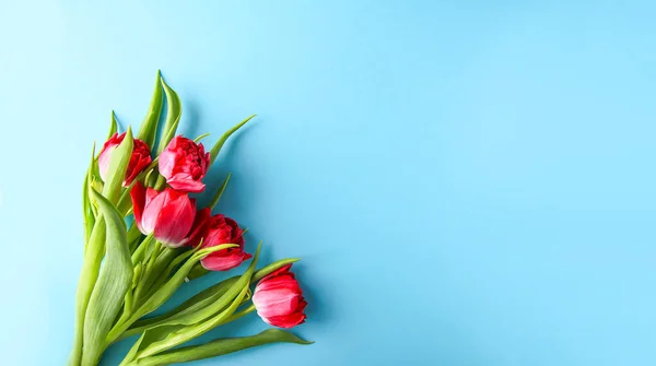 Tavaszi Gyönyörű Tulipán Virágok Puha Pasztell Háttér Másolási Hely Anyák — Stock Fotó