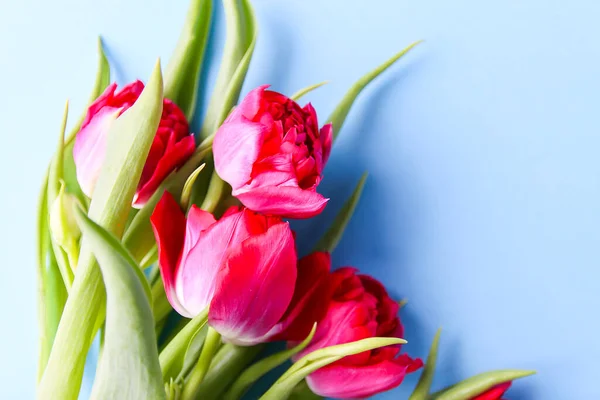Primavera Hermosas Flores Tulipán Sobre Fondo Pastel Suave Con Espacio — Foto de Stock