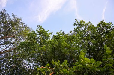 Gökyüzündeki ağaçta yeşil yapraklar