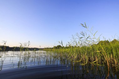 Letonya, Latgale, Doğu Avrupa 'da göl manzarası. Yaz doğası