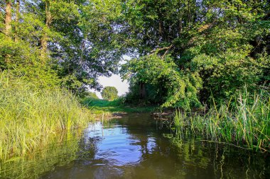 Letonya, Latgale, Doğu Avrupa 'da göl manzarası. Yaz doğası