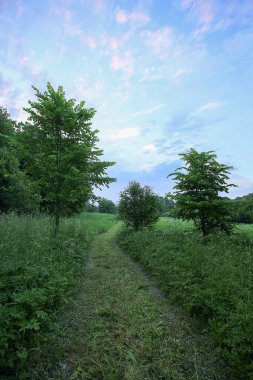 Letonya, Doğu Avrupa 'da güzel bir yaz manzarası.