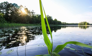 Letonya, Latgale, Doğu Avrupa 'da göl manzarası. Yaz doğası