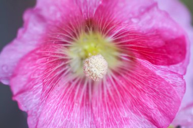 Çiçek açan pembe mallow çiçekleri (Malva alcea, kesik solmuş mallow, mine çiçeği veya gülhock mallow) yaz bahçesinde)