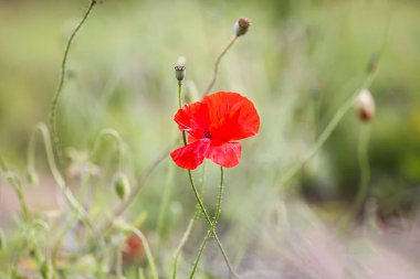 Kırmızı gelincik çiçeği tarlası. Papaver somniferum bitkileri.