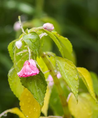 Bahçedeki güzel çiçekler