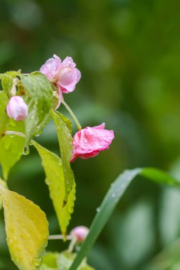 Bahçedeki güzel pembe çiçekler