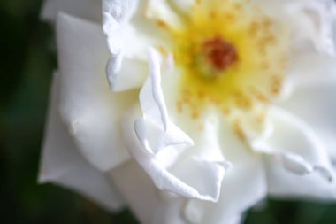 Yaz bahçesinde açan güzel beyaz gül çiçekleri kapanıyor. Süs bitkisi. Romantik ruh hali çiçek kartı, kartpostal ya da poster. Kırılgan yapraklar ve yeşil yapraklar.