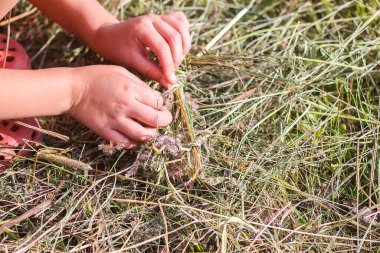 Çocuk yaz tarlasında doğal yabani otlardan çelenk yapıyor.