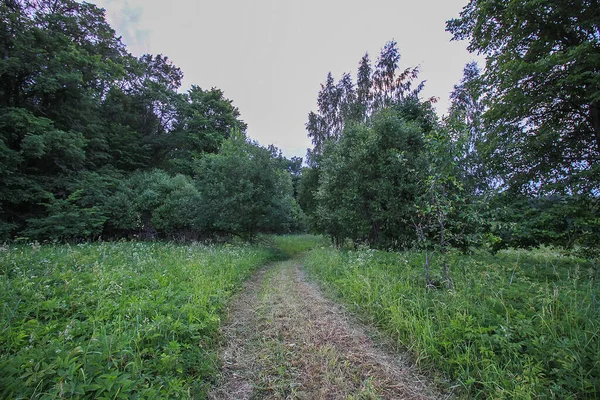 Schöne Sommerlandschaft Auf Dem Land Lettland Osteuropa — Stockfoto