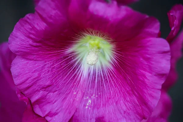 분홍색 수선화 Malva Alcea Cut Leaved Mallow Vervain Mallow Hollyhock — 스톡 사진