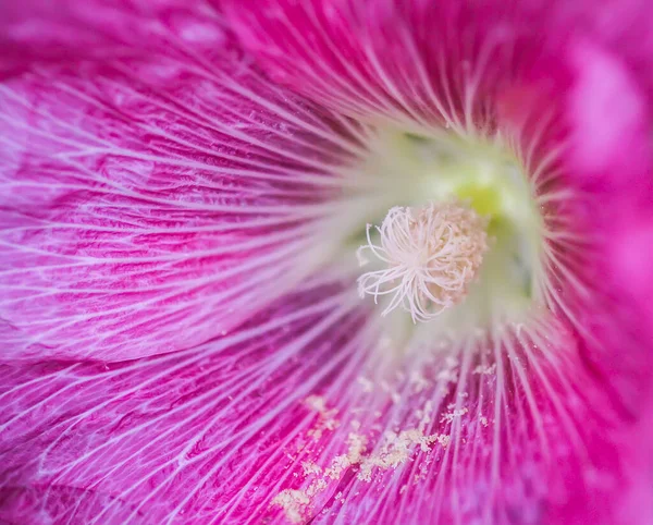 Blooming Pink Mallow Flowers Malva Alcea Cut Leaved Mallow Vervain — Stock Photo, Image