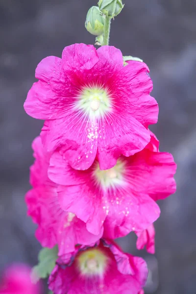 Kvetoucí Růžové Sladové Květy Malva Alcea Mallow Řezanými Listy Sporýš — Stock fotografie