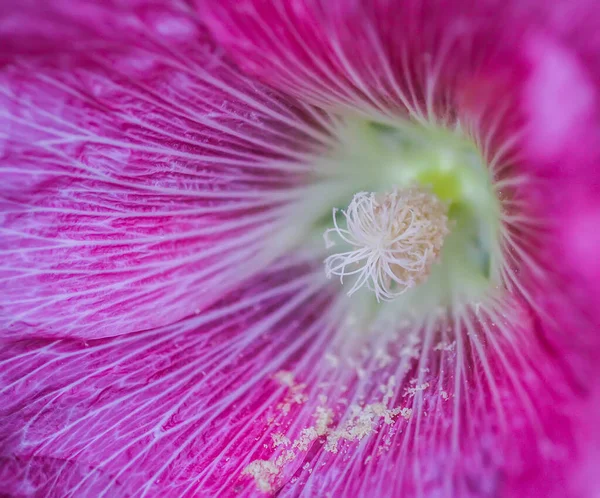 Flores Malva Rosa Flor Malva Alcea Malva Folhas Cortadas Malva — Fotografia de Stock