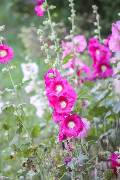 夏の庭でピンク色のモローの花 マルバアルセア 切り葉のモロー 無駄なモローまたはホロックモロー を咲かせます — ストック写真