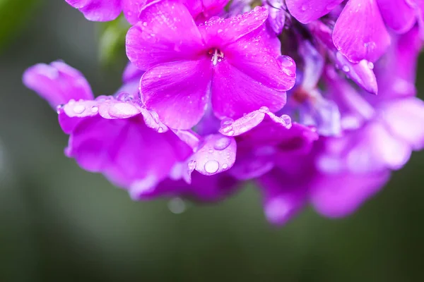 Pinkfarbener Sommerphlox Blüht Floraler Hintergrund — Stockfoto