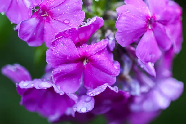 Roze Zomer Phlox Bloemen Bloemen Achtergrond — Stockfoto