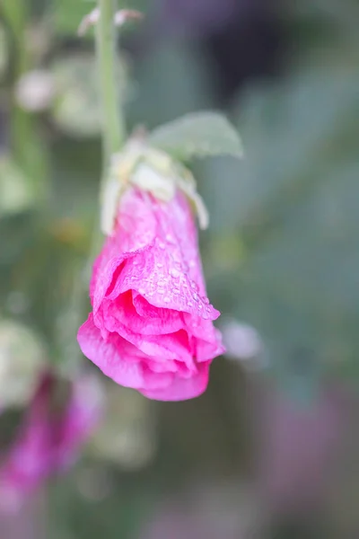 Kwitnące Różowe Kwiaty Słodu Malva Alcea Malwa Cięta Liściasta Malwa — Zdjęcie stockowe
