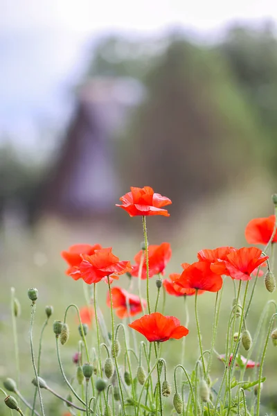 Pole Červených Makových Květin Papaver Somniferum Plants — Stock fotografie