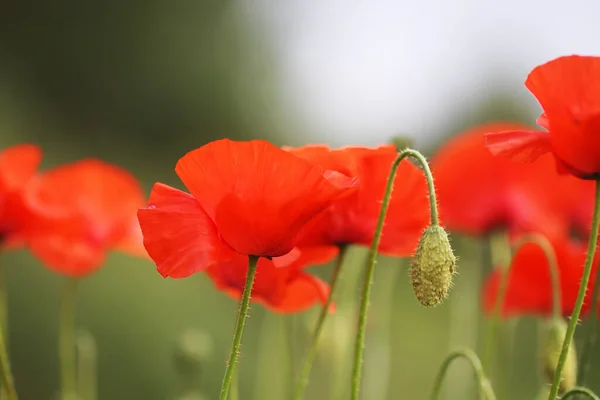 Campo Flores Amapola Roja Papaver Somniferum Plantas —  Fotos de Stock