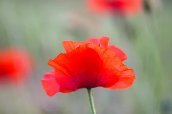 Veld Van Rode Papaver Bloemen Papaver Somniferum Planten — Stockfoto