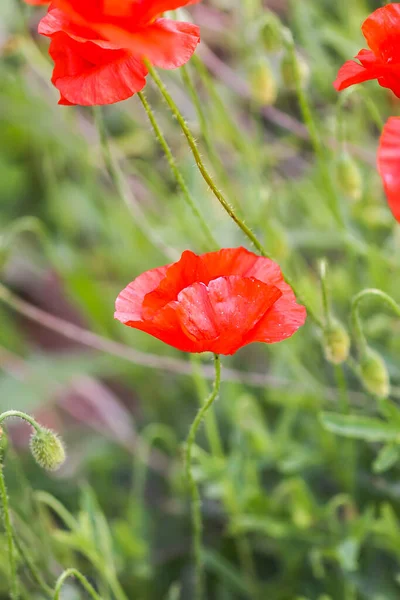 Veld Van Rode Papaver Bloemen Papaver Somniferum Planten — Stockfoto