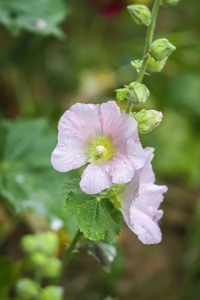 Bloeiend Roze Kaasjeskruid Malva Alcea Kaasjeskruid Vervain Kaasjeskruid Hollyhock Kaasjeskruid — Stockfoto