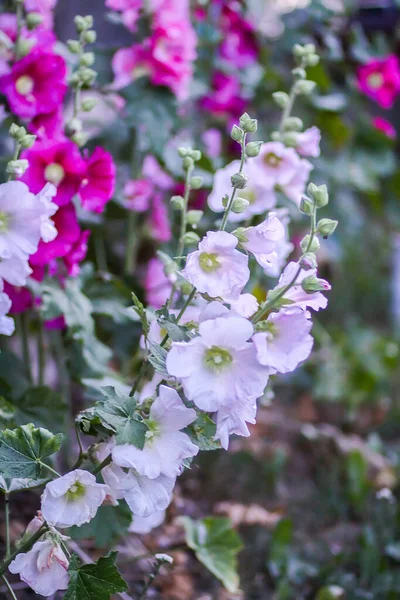 Kvetoucí Růžové Sladové Květy Malva Alcea Mallow Řezanými Listy Sporýš — Stock fotografie