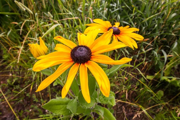 Flores Rudbeckia Amarillas Parque Verano — Foto de Stock