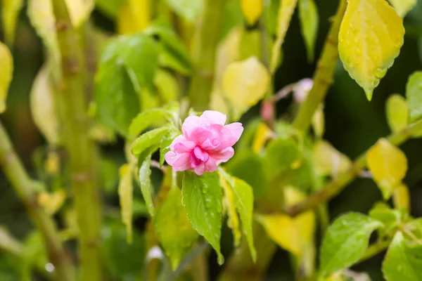 Closeup Picture Flower Rain — Photo