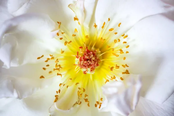 Hermosas Flores Rosas Blancas Floreciendo Jardín Verano Cerca Planta Ornamental — Foto de Stock