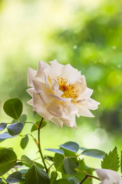 Belles Fleurs Roses Blanches Fleurissant Dans Jardin Été Près Plante — Photo