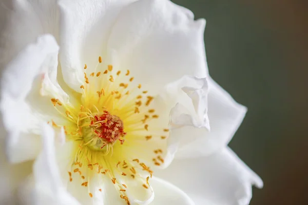 Hermosas Flores Rosas Blancas Floreciendo Jardín Verano Cerca Planta Ornamental — Foto de Stock