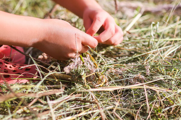 Child making a wreath from dry grass on summer meadow
