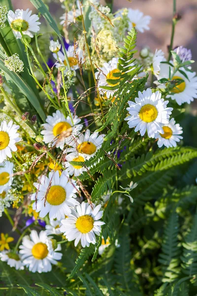 Belles Fleurs Dans Jardin — Photo