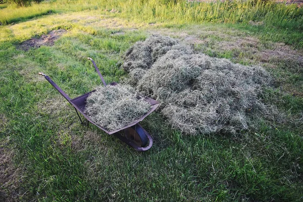Skottkärra Nära Det Torkade Höet Landsbygden Mown Gräs Sommaren Förberedd — Stockfoto