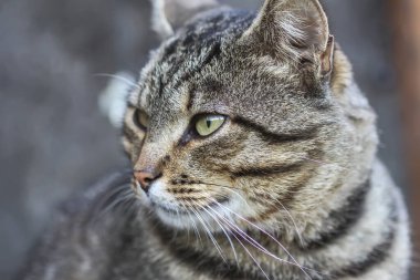 Kırsal alanda komik bir kedi.