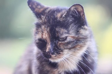 Kırsal alanda komik bir kedi.