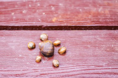 Tahta yüzeyde salyangozlar.