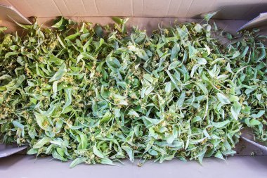 Bitki çayı için ıhlamur ağacı, ıhlamur ağacı ya da Tilia kurutulmuş çiçek.